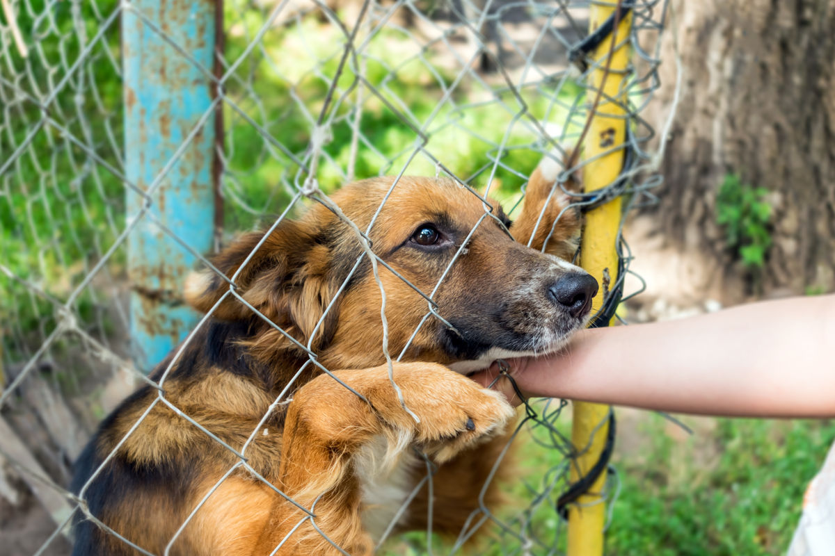 Rabies Jadi Penyakit Paling Mematikan di Dunia | Real - Jeda.id