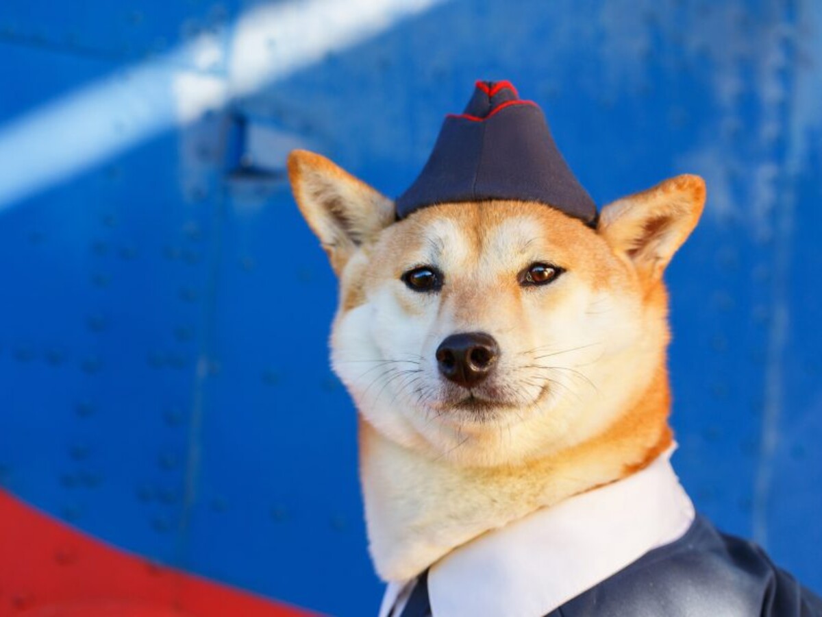 Berkenalan Dengan Ras Lima Anjing Selebgram Real Jeda Id