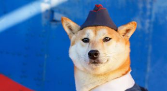 Berkenalan dengan Ras Lima Anjing Selebgram