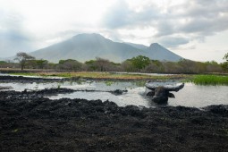 Menjelajah Taman Nasional Baluran, Afrika Kecil di Jawa