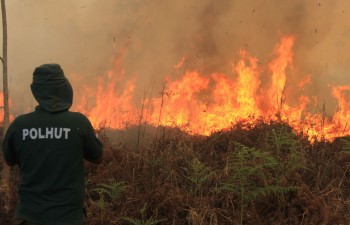 Kebakaran Hutan 2015 Seluas 39 Kali DKI Jakarta