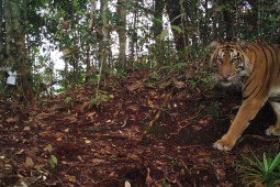 Jalan Panjang Melipatgandakan Populasi Harimau Sumatra
