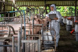 Flu Babi Afrika Menyebar, 100.000 Babi Dibantai