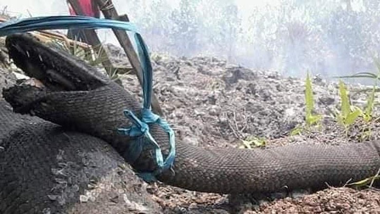 Kebakaran Hutan Bunuh Raja Piton, Deretan Hewan Ini di Ambang Kepunahan | Real - Jeda.id
