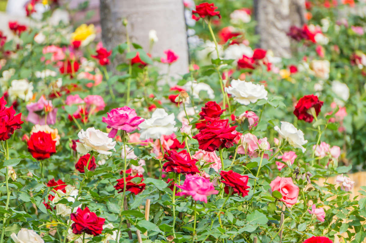 Menakjubkan 28 Bunga  Mawar Terbesar Di Dunia Gambar 