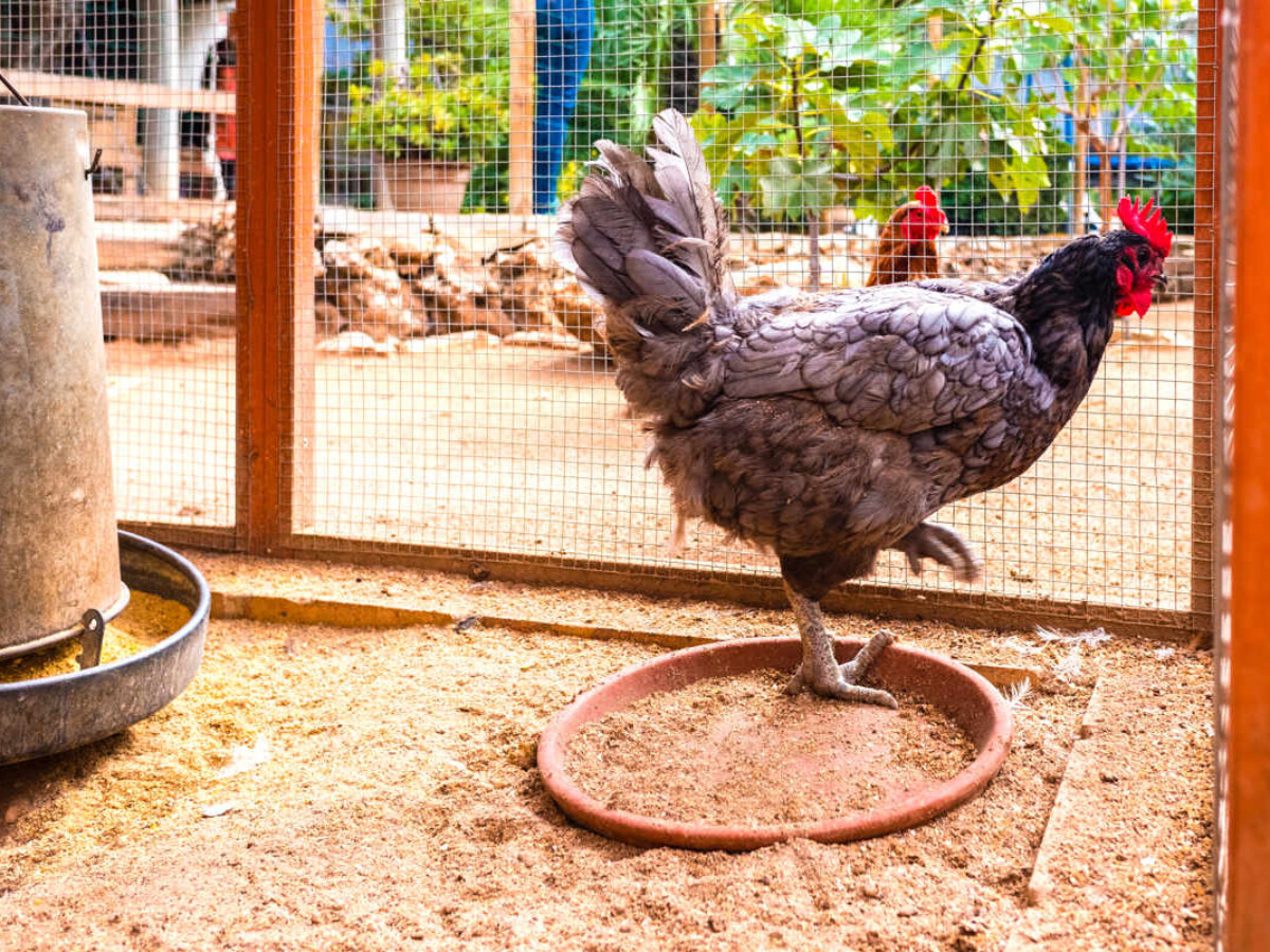 Bila Tiap Rumah Wajib Pelihara Ayam Real Jedaid