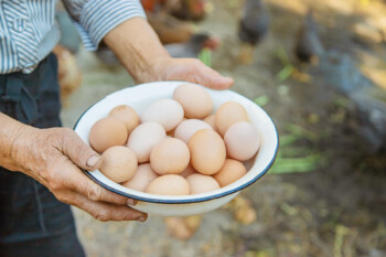 Hindari memakan telur mentah atau telur setengah matang (ilustrasi Freepik)