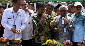 Anggur Janetes yang Diklaim Semanis Anggur Prancis