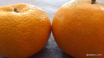 jenis jeruk
