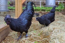 Rahasia Ayam Cemani sampai Dihargai Belasan Juta Rupiah