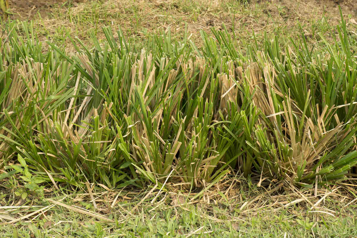 Mengenal Vetiver Rumput Perkasa Penangkal Longsor Real 