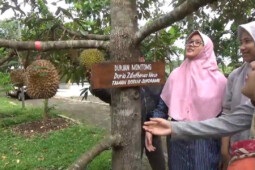 Taman Botani Sukorambi yang Wajib Didatangi Penyuka Durian