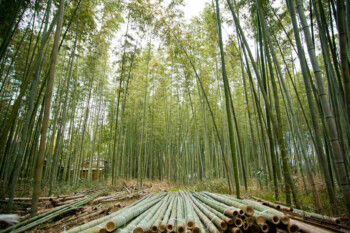 Melawan Dominasi China Lewat 1.000 Desa Bambu