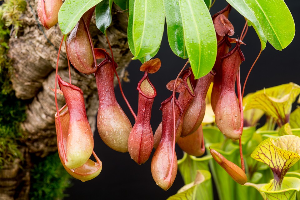 satu tumbuhan pemakan daging atau hewan (Gardenerworld)