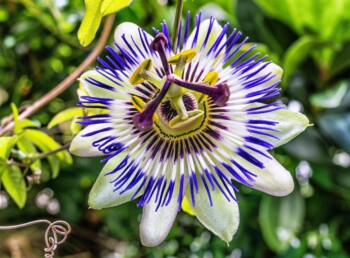 Passion flower (Peoplespharmacy)