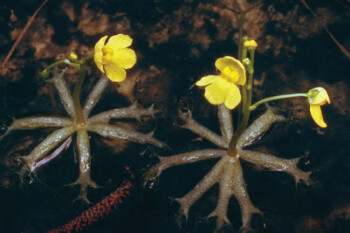 Utricularia ( Britannica)