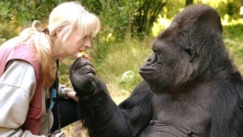 Tak Hanya Gorila, Sederet Hewan Ini Diyakini Juga Cerdas