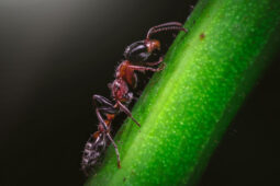 Mengejutkan, Ini Fakta Unik Semut yang Jarang Diketahui