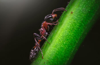 Mengejutkan, Ini Fakta Unik Semut yang Jarang Diketahui