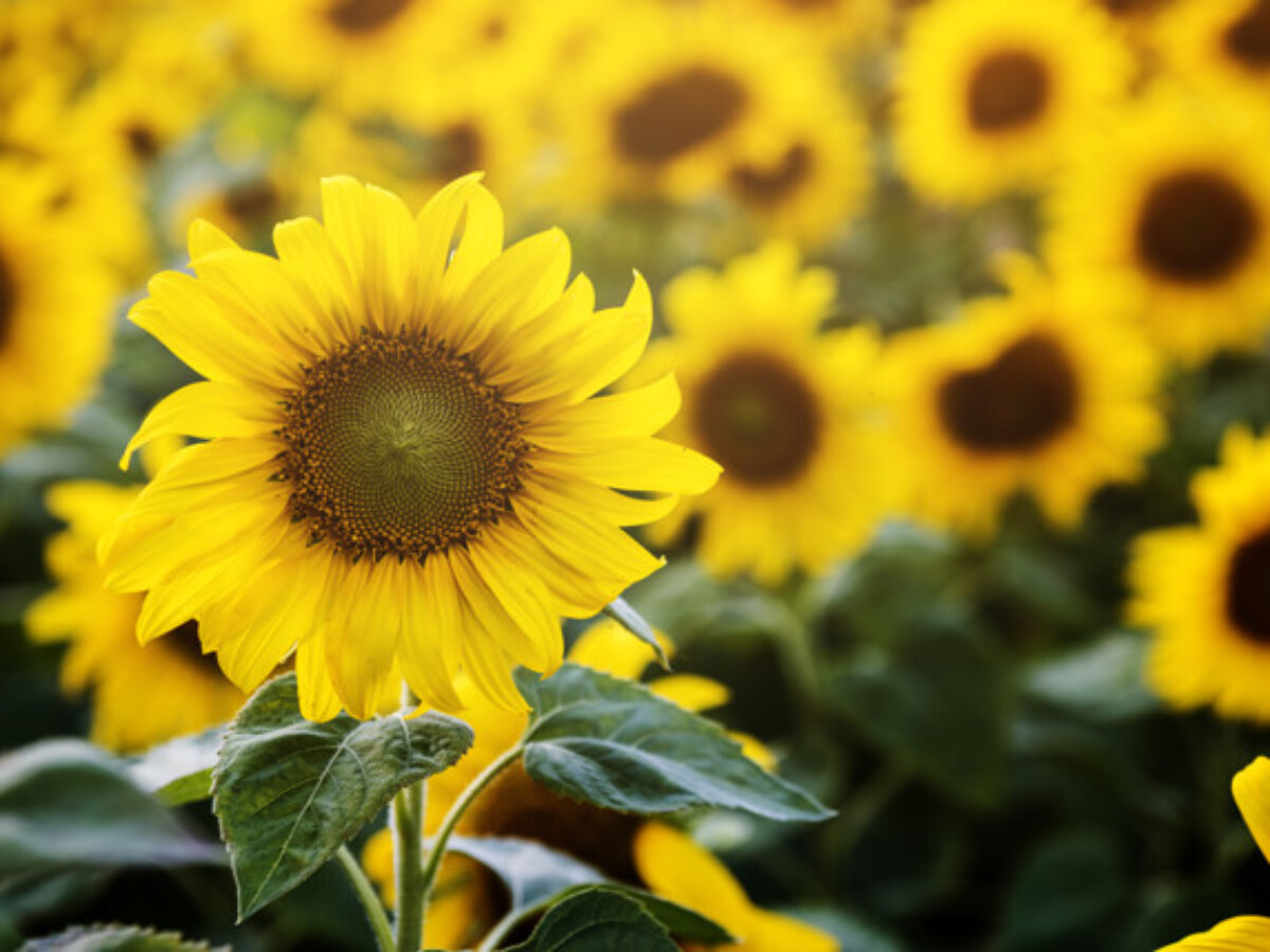 Mengungkap Manfaat Minyak Bunga Matahari Untuk Kecantikan Real Jeda Id