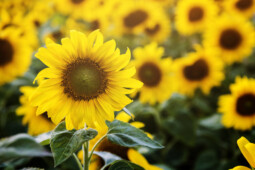 Mengungkap Manfaat Minyak Bunga Matahari untuk Kecantikan