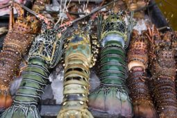 Di Balik Pro Kontra Ekspor, Lima Daerah Ini Hasilkan Lobster Unggulan