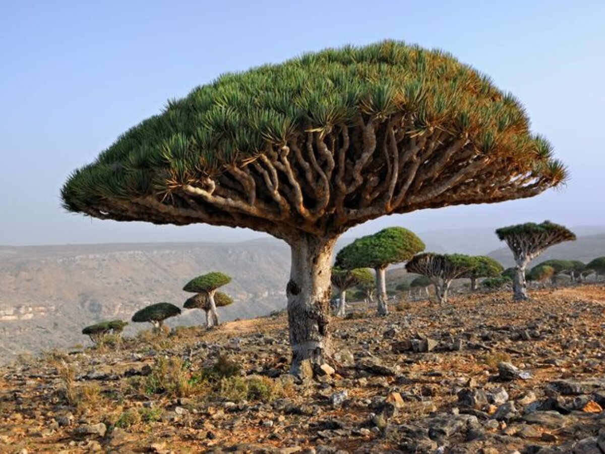 Mirip Tempat Tinggal Alien Ini 6 Fakta Di Balik Keindahan Pulau Socotra Real Jeda Id