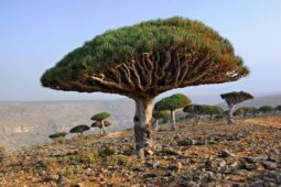 Mirip Tempat Tinggal Alien, Ini 6 Fakta di Balik Keindahan Pulau Socotra