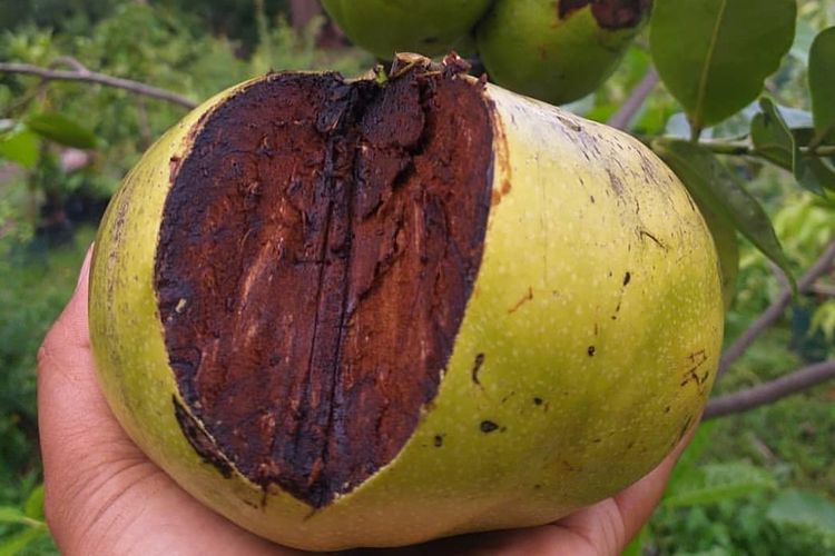 Khasiat Black Sapote Buah  Langka  yang Punya Rasa Puding 