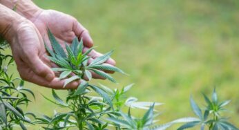 PBB Restui Ganja Medis, Bagaimana Peluangnya di Indonesia?