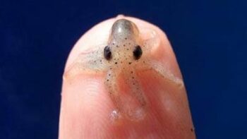 Octopus Golfi.(isttimewa)