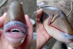 Bikin Heboh Netizen, Ini Fakta Triggerfish Ikan Bermulut Manusia