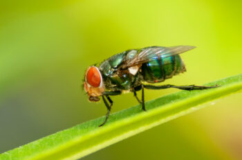 Jangan Makan Makanan yang Dihinggapi Lalat karena Inilah yang Terjadi