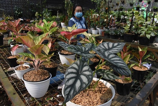 Ubah Hobi Merawat Tanaman  Hias Jadi Ladang Rezeki Simak 