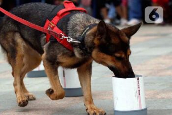 Anjing Pendeteksi Corona Lebih Ampuh Daripada Tes PCR, Benarkah?