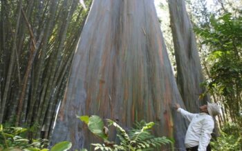 Pohon Pelangi Terindah di Dunia Ada di Indonesia, Dimana Ya?