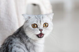 Kenapa Kucing Suka Mengeong? Teori Ilmiah Ini Bakal Bikin Bengong