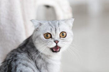 Kenapa Kucing Suka Mengeong? Teori Ilmiah Ini Bakal Bikin Bengong