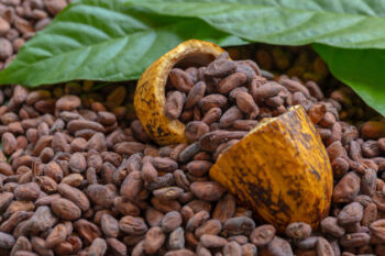 Beragam Manfaat Kakao untuk Kecantikan Kulit, Termasuk Menghilangkan Stretch Marks